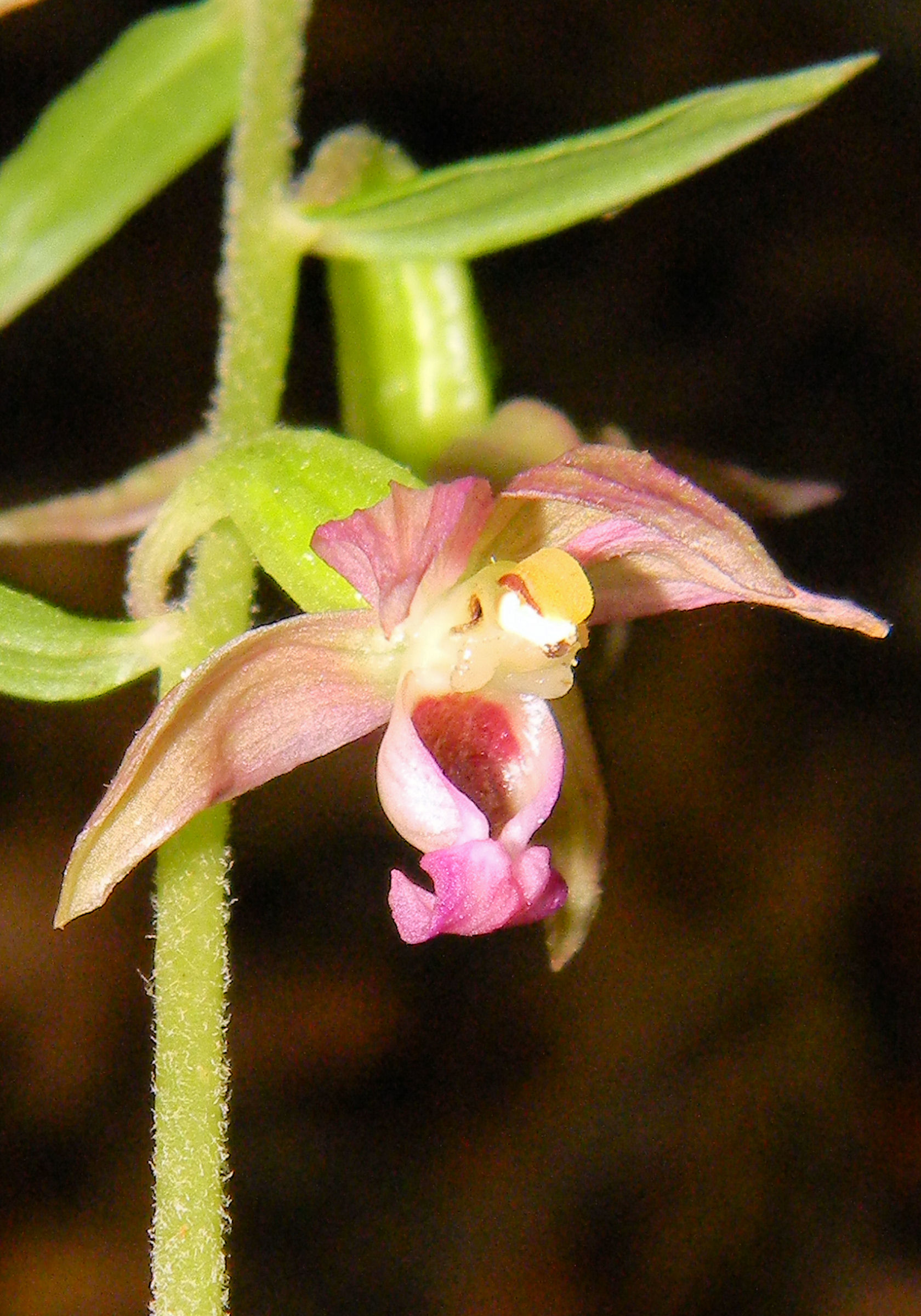 Epipactis leptochila subsp. neglecta